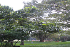 Centrolobium tomentosum